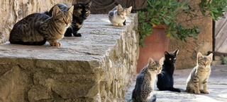Illustration for article titled This Is The One Thing That People Never Understand About Cats